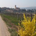 valpolicella1